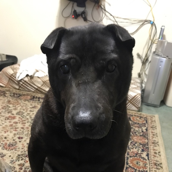 Meet your Posher, Lisa - Picture 4 of 11